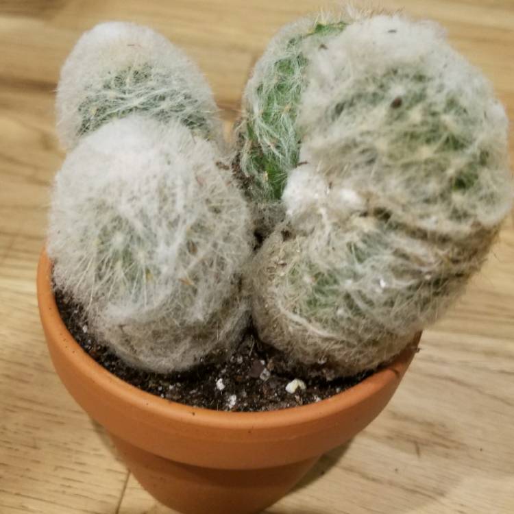 Plant image Espostoa melanostele