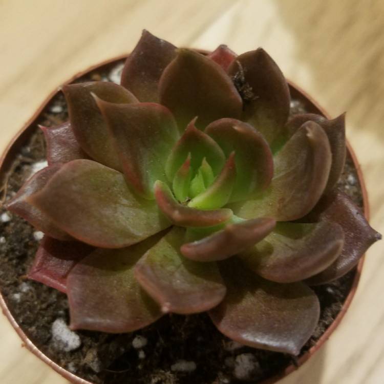 plant image 607335