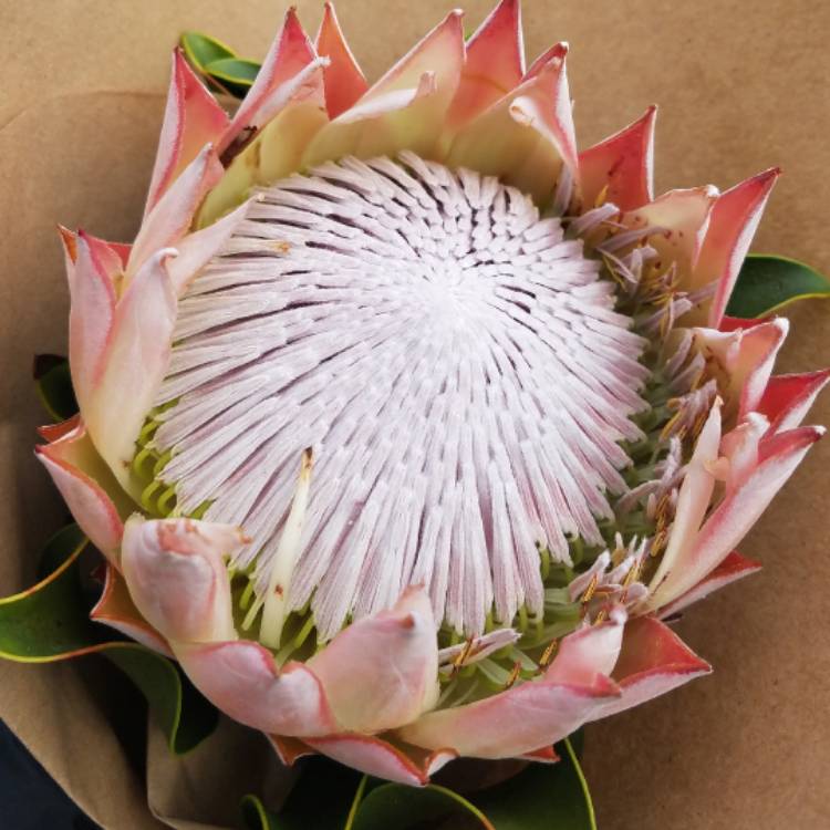 Plant image Protea cynaroides