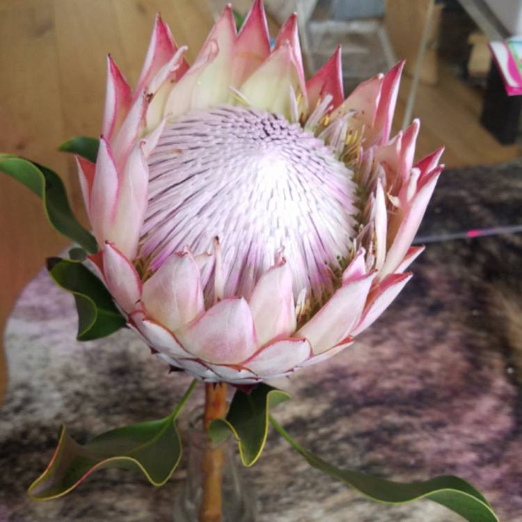 Plant image Protea cynaroides