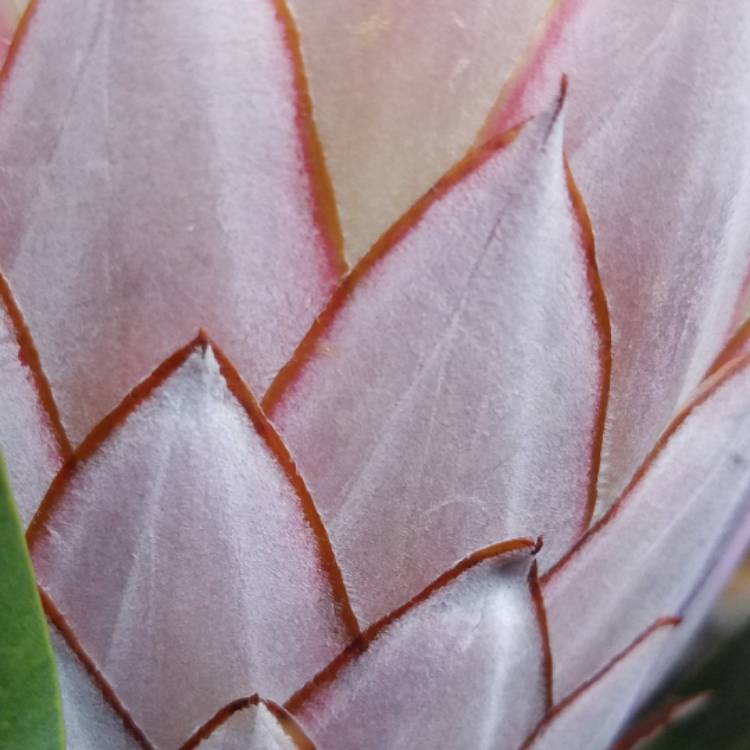 plant image 608658 plant image 608658