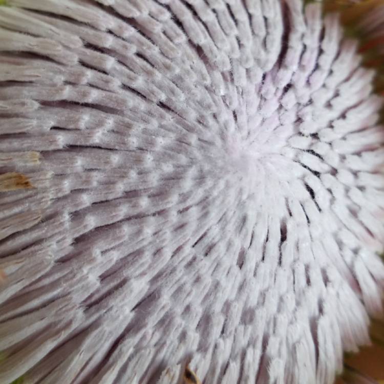 plant image 608659 plant image 608659