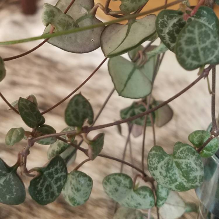 plant image 609856