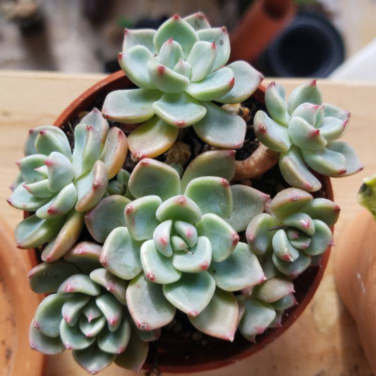 plant image 610047 plant image 610047