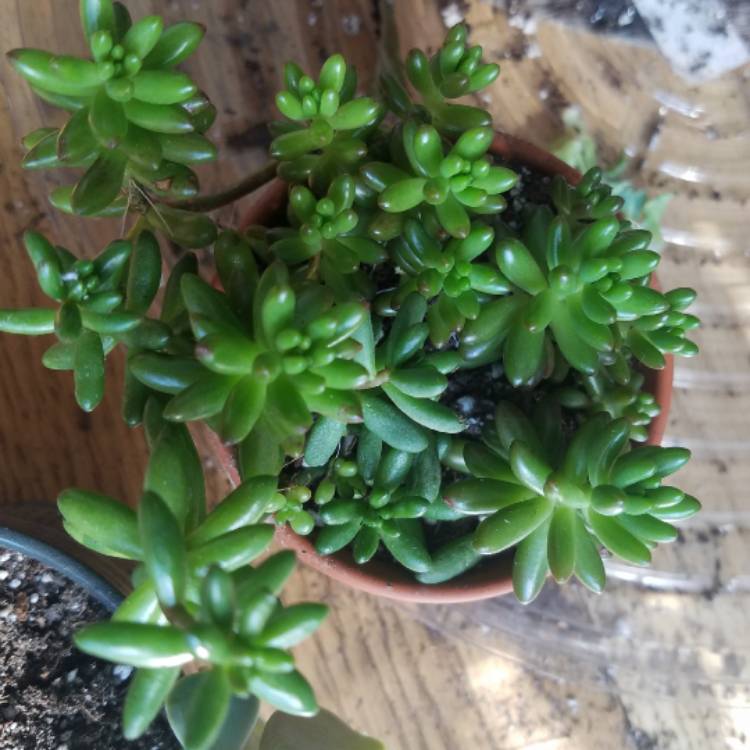 plant image 612824