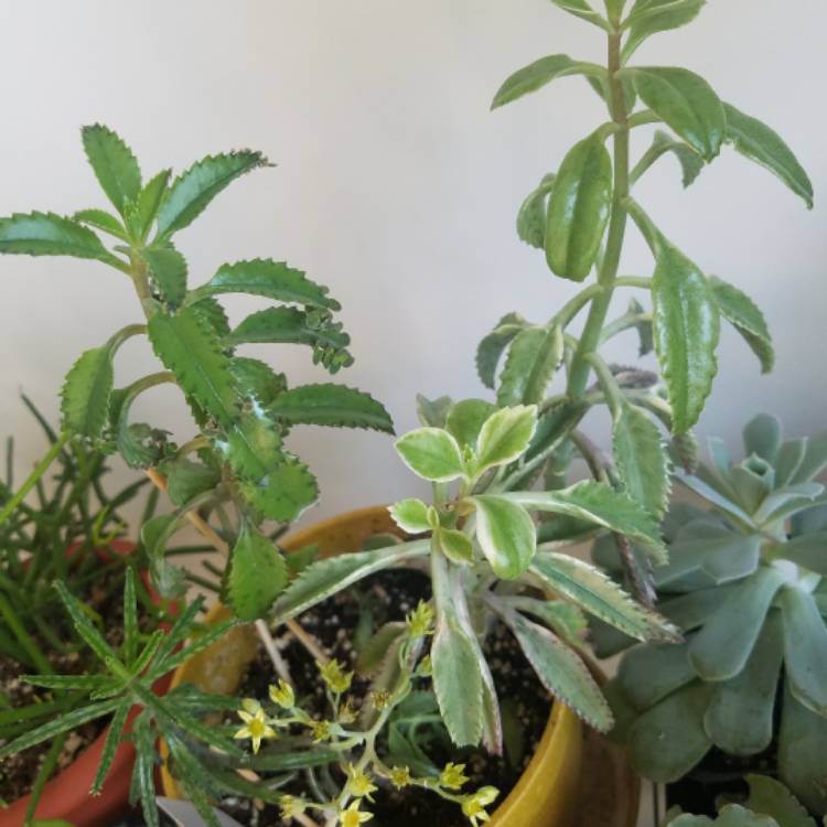 Plant image Kalanchoe delagoensis x daigremontiana