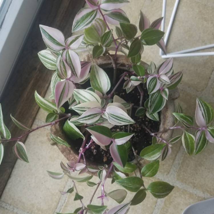 Plant image Tradescantia  'Houseplants'