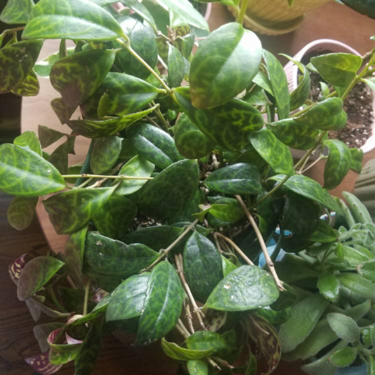 Plant image Aeschynanthus speciosus