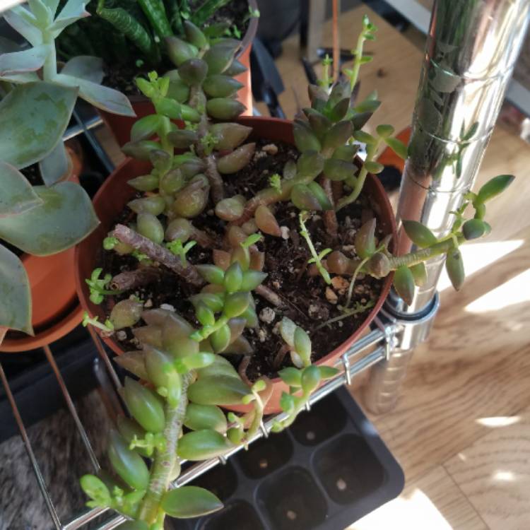 Plant image xSedeveria Jet Beads
