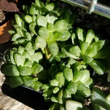 Haworthia