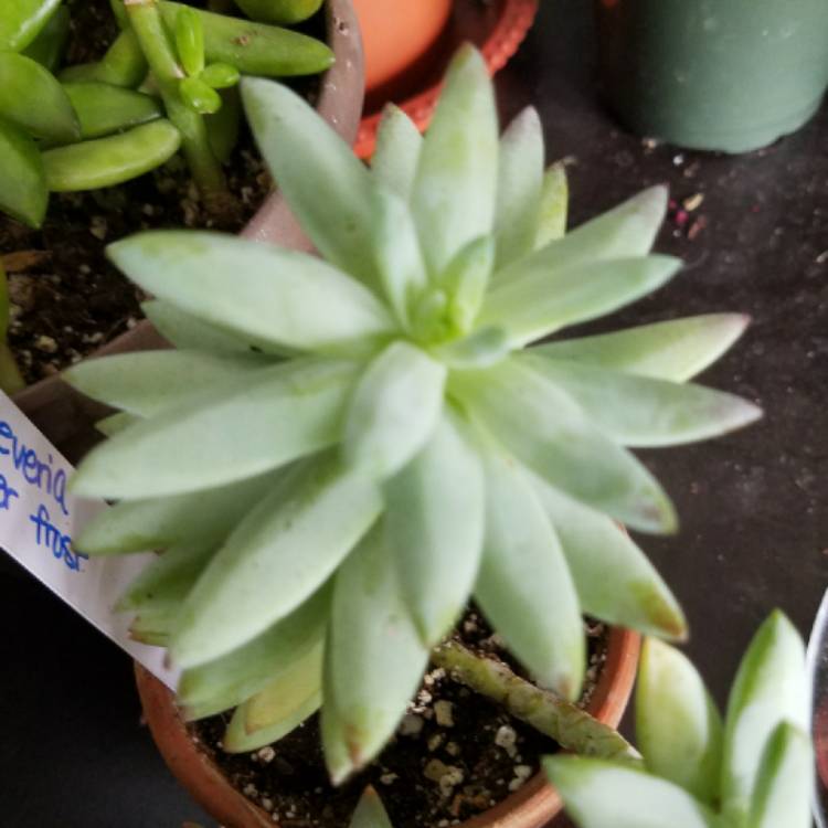 Plant image xSedeveria