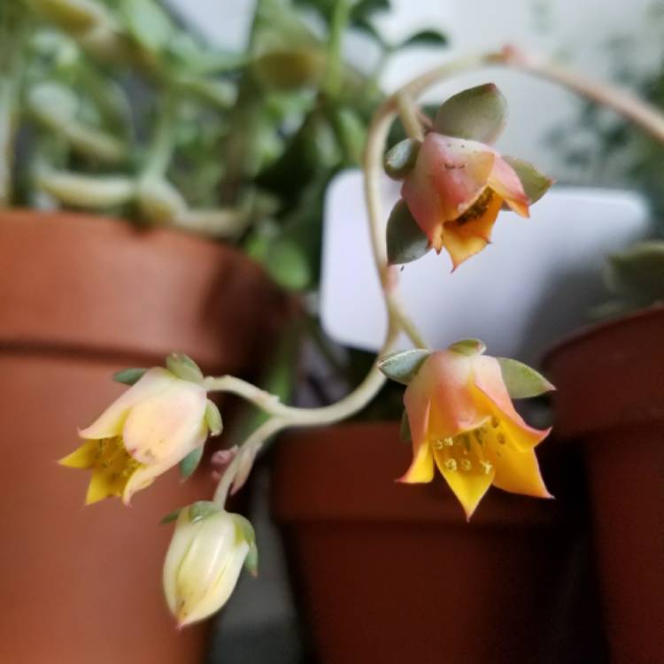 Plant image Echeveria Derenbergii