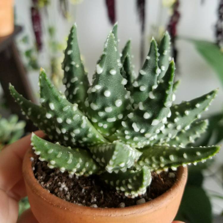 plant image 624716