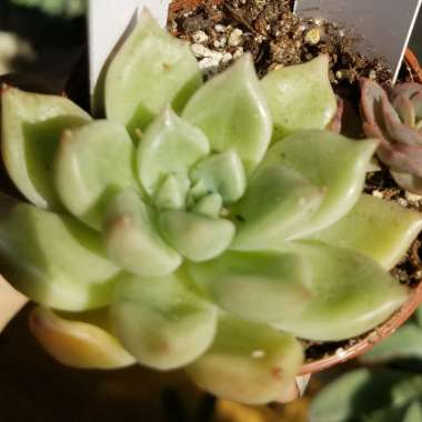 Echeveria