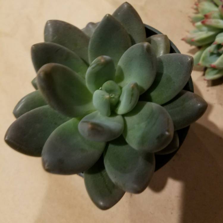 Plant image xSedeveria Blue Mist