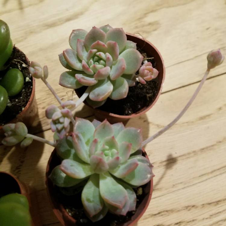 Plant image Echeveria Prolifica