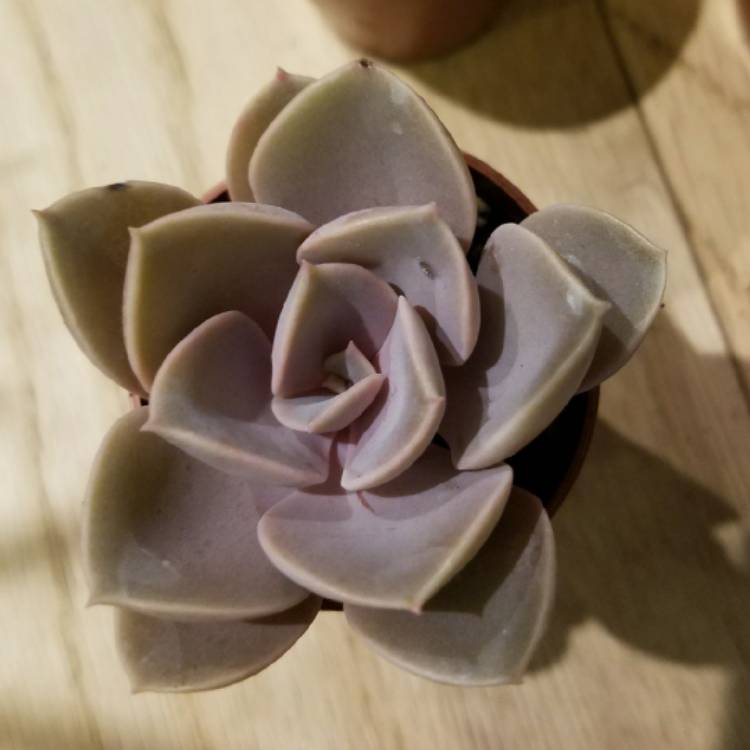 Plant image Echeveria Purple Pearl