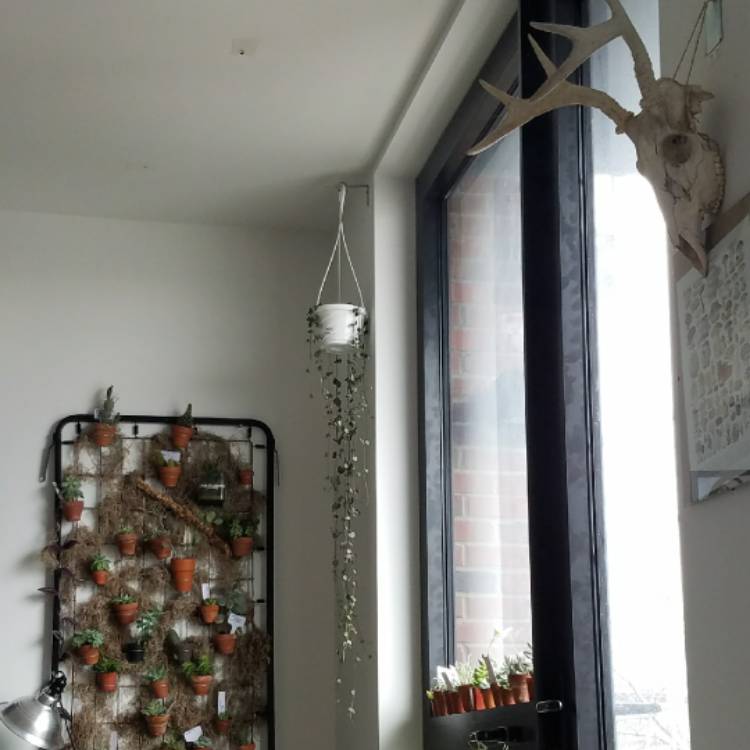 plant image 629010