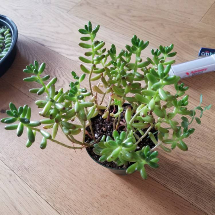 Plant image Sedum Rubrotinctum