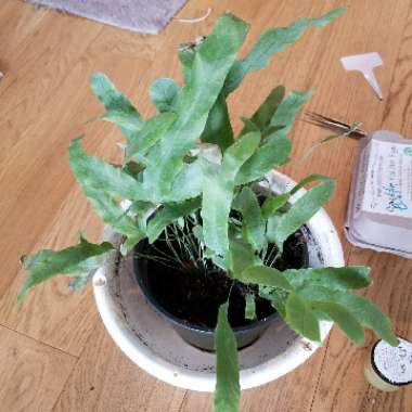 Phlebodium aureum