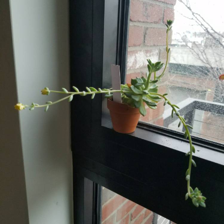 plant image 631768