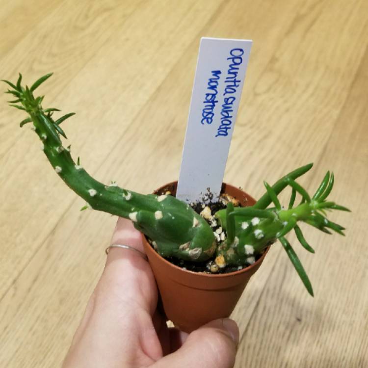 Plant image Opuntia Subulata Montrose