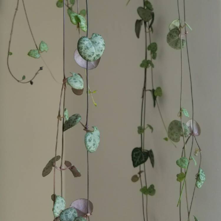plant image 632748