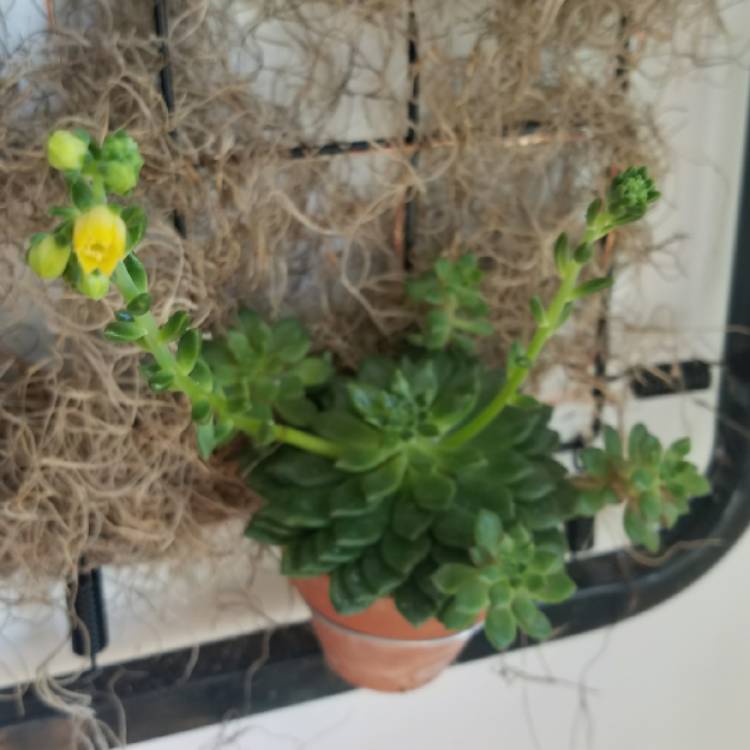 Plant image Echeveria Blue Wren