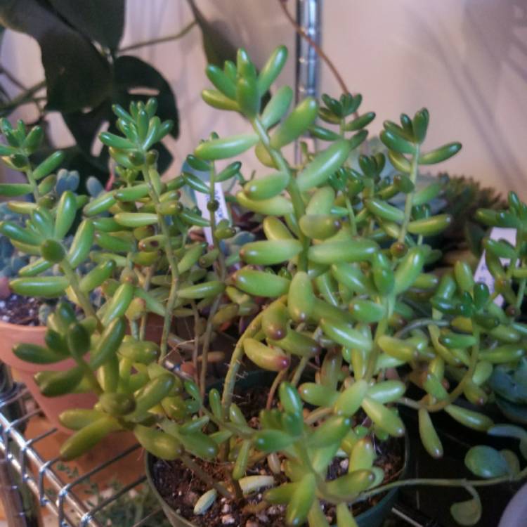 plant image 639146