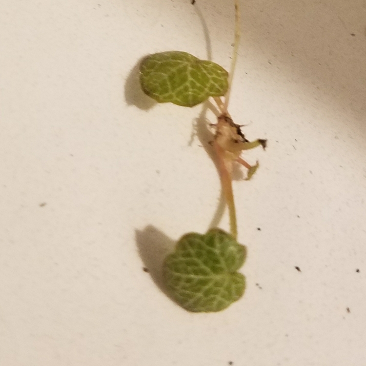 plant image 639166
