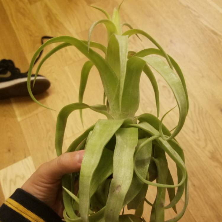 plant image 639169