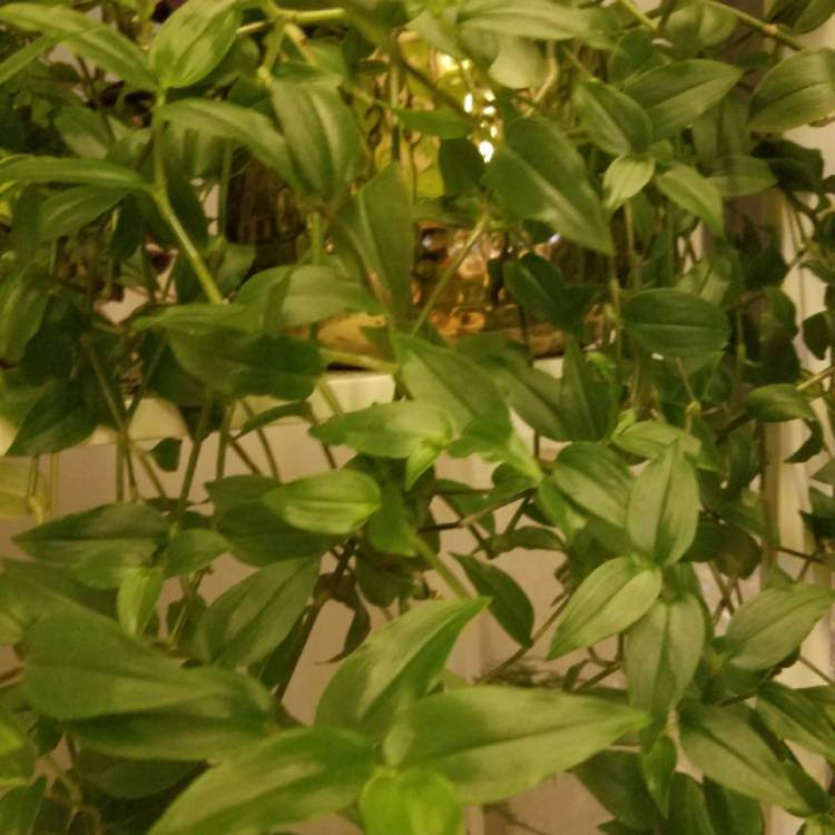plant image 639175 plant image 639175