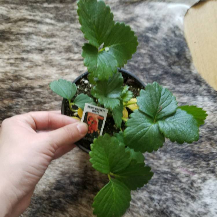 plant image 639869