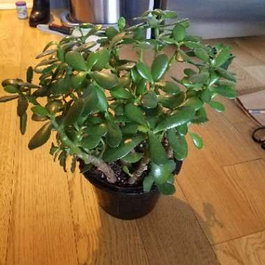 Crassula ovata syn. Crassula argentea, Crassula portulacea,Crassula obliqua,Crassula articulata,Crassula nitida,Crassula lucens.