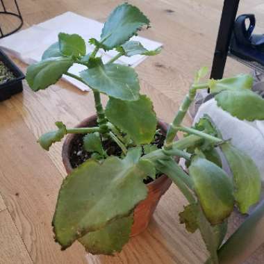 Kalanchoe