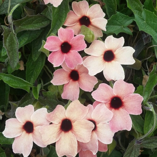 Plant image Thunbergia Alata 'African Sunset'