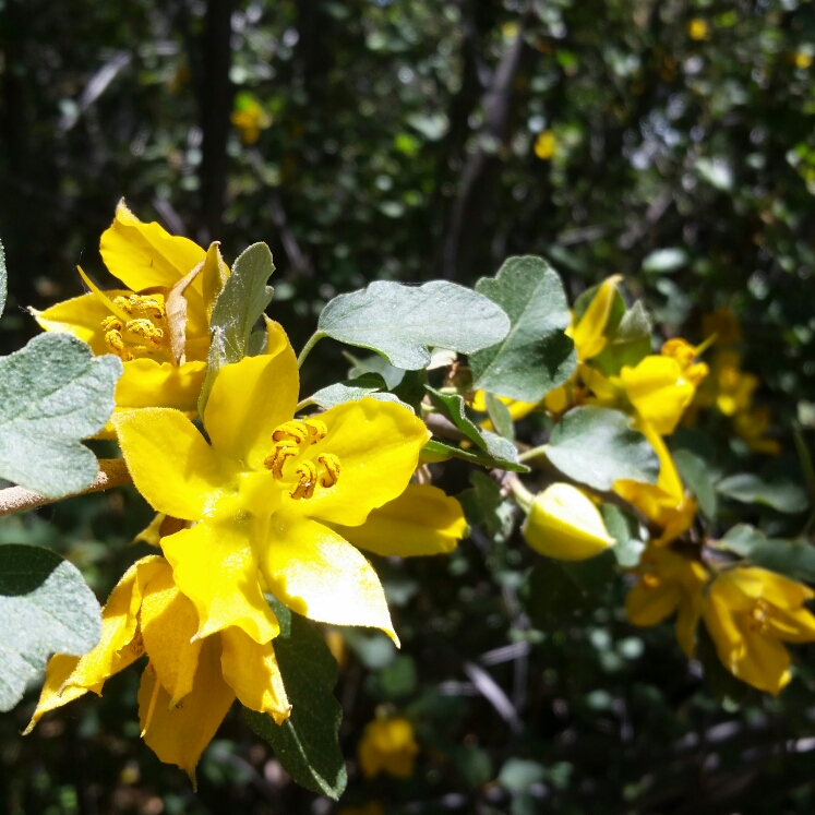 Plant image Fremontodendron californicum