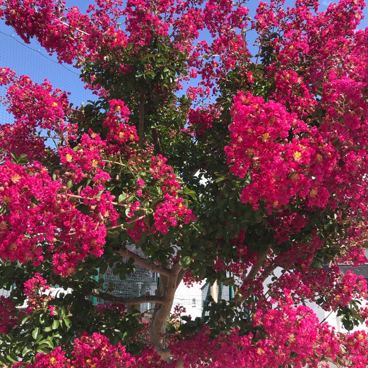 Plant image Bougainvillea 'Glabra'