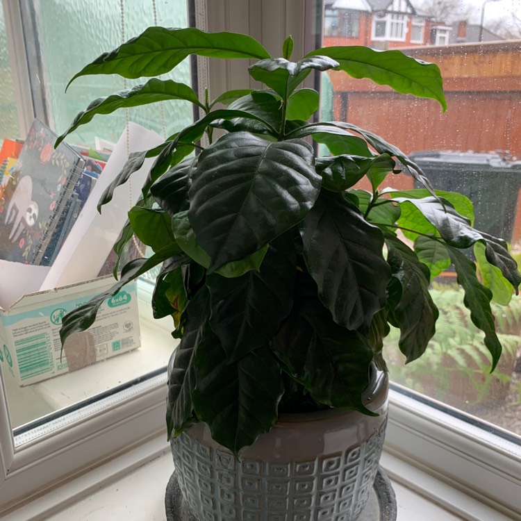 plant image 1455748