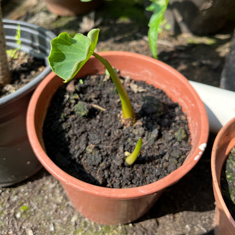 plant image 1666309 plant image 1666309