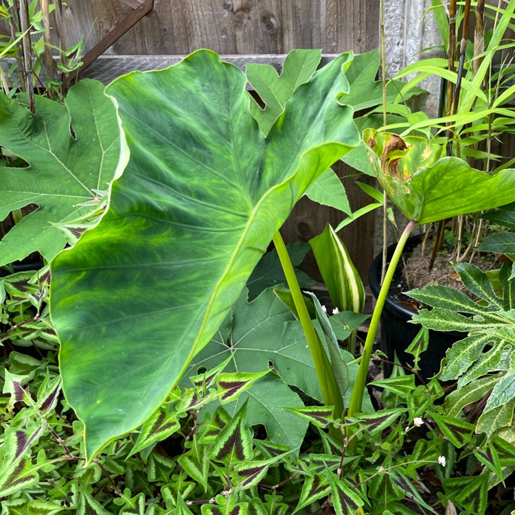 plant image 1683989 plant image 1683989