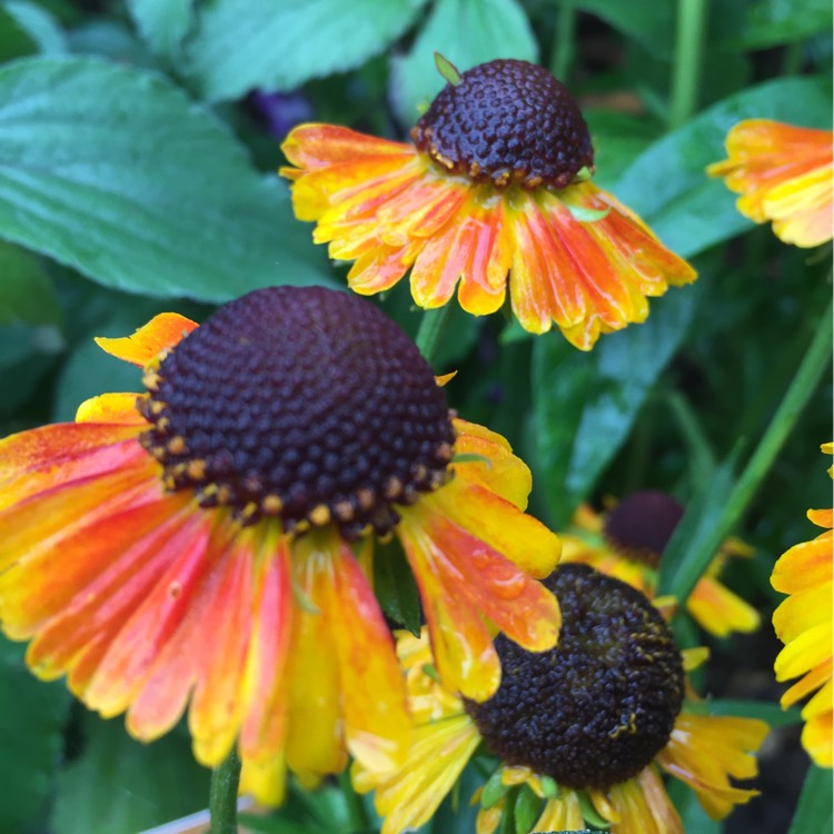 plant image 220450