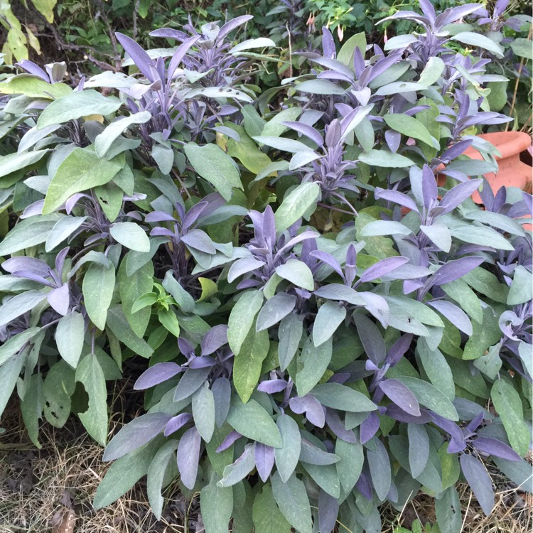 plant image 221990