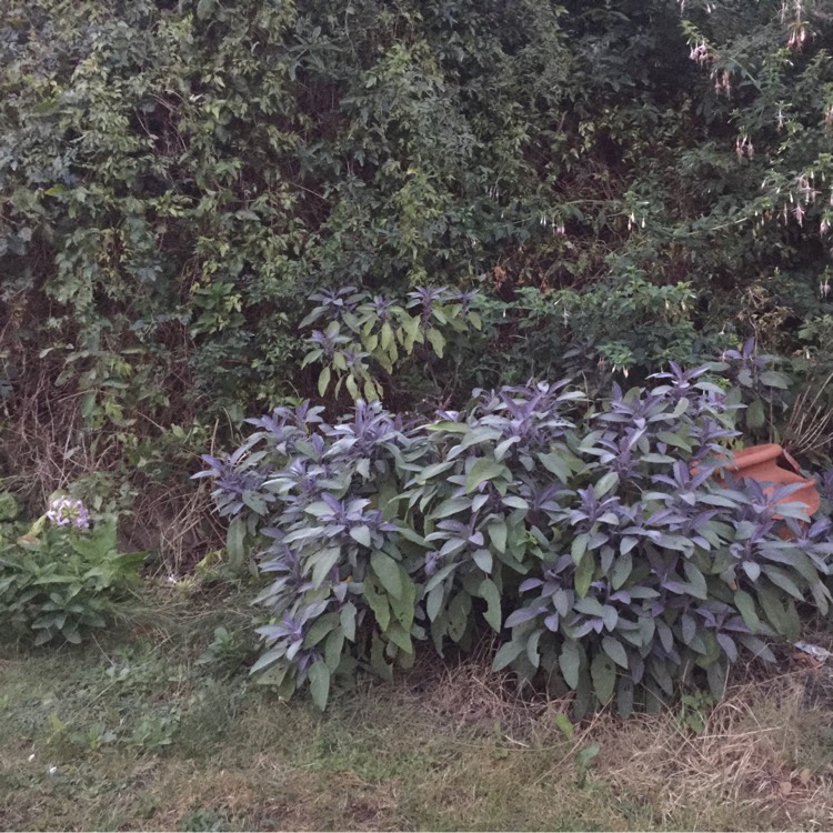 Plant image Salvia officinalis 'Purpurascens'