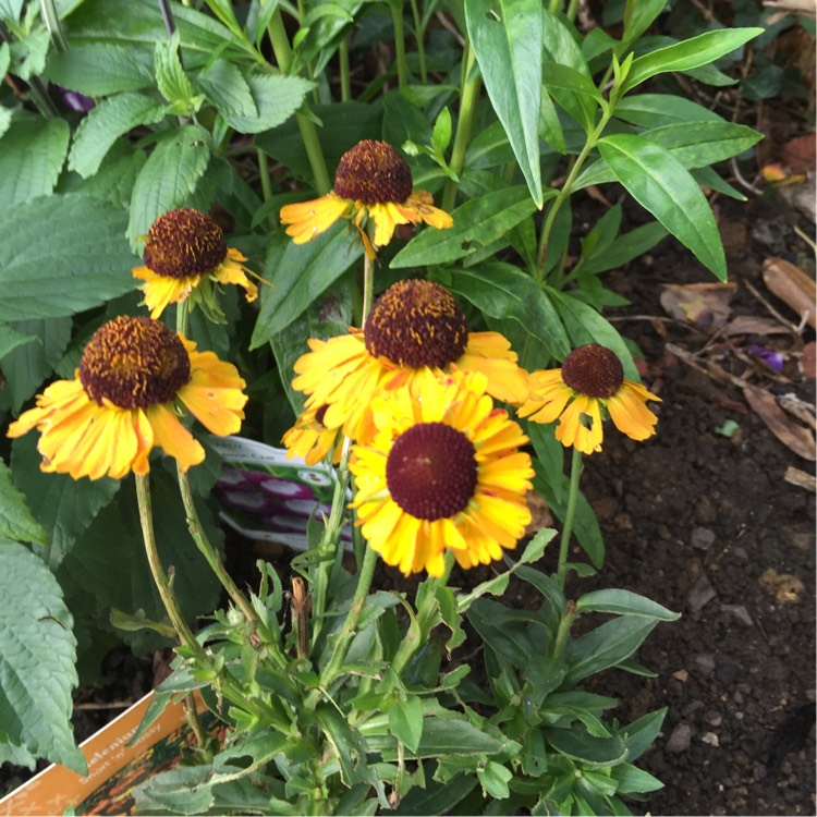 plant image 232126