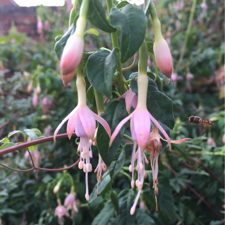 Plant image Fuchsia magellanica  'Molinae'