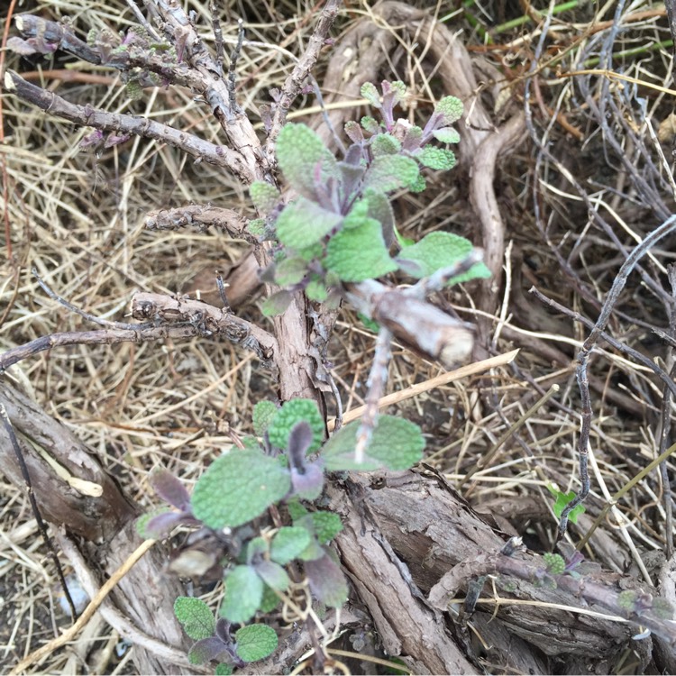 plant image 239576