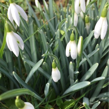 Galanthus nivalis