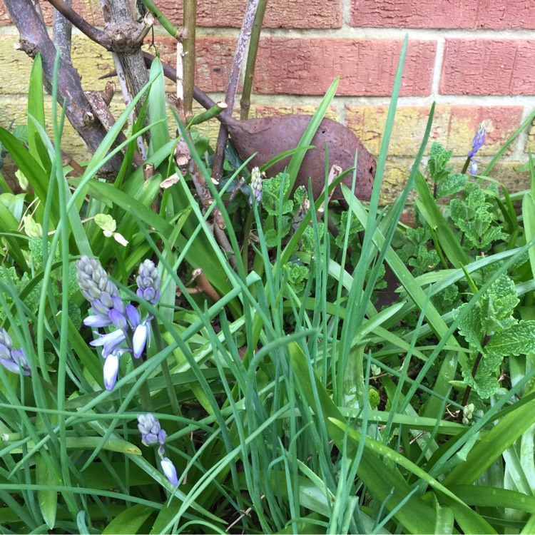 plant image 344268