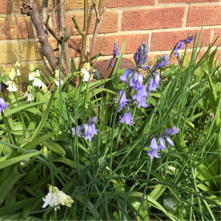 plant image 348332